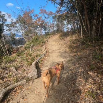 ゆるやかな稜線道。
地元の方々が思い切り整備。
しかしまあ、カキツバタやササユリまで植栽せんでもええとは思うが…