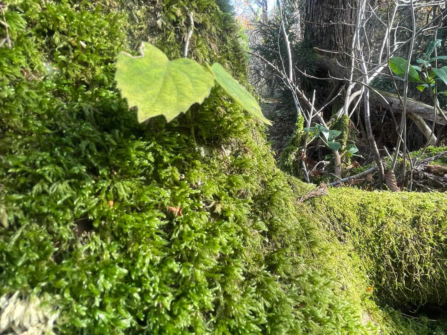 苔がモフモフ✨
