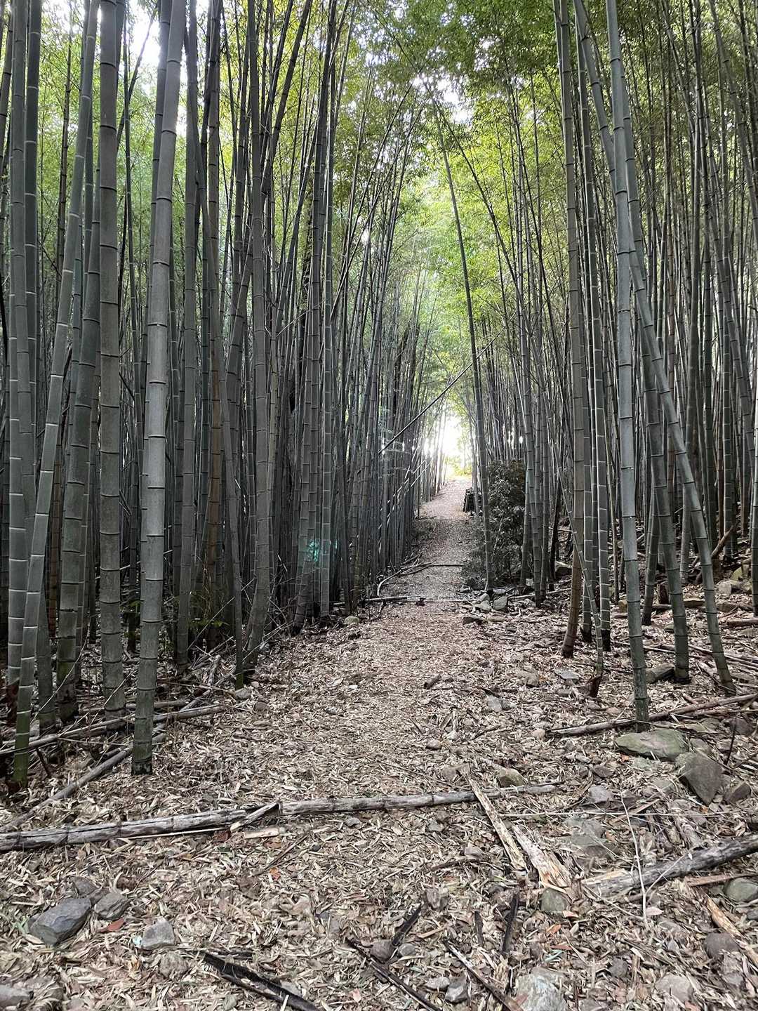 大麻山 往復コースの写真