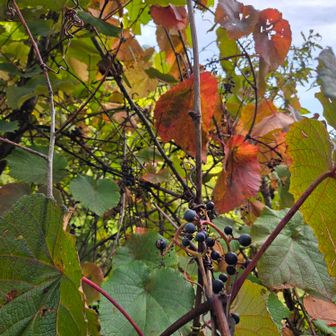 山葡萄🍇や