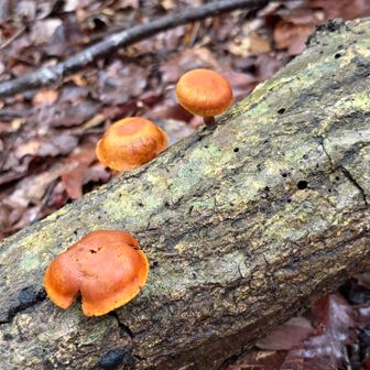 きのこ🍄‍🟫