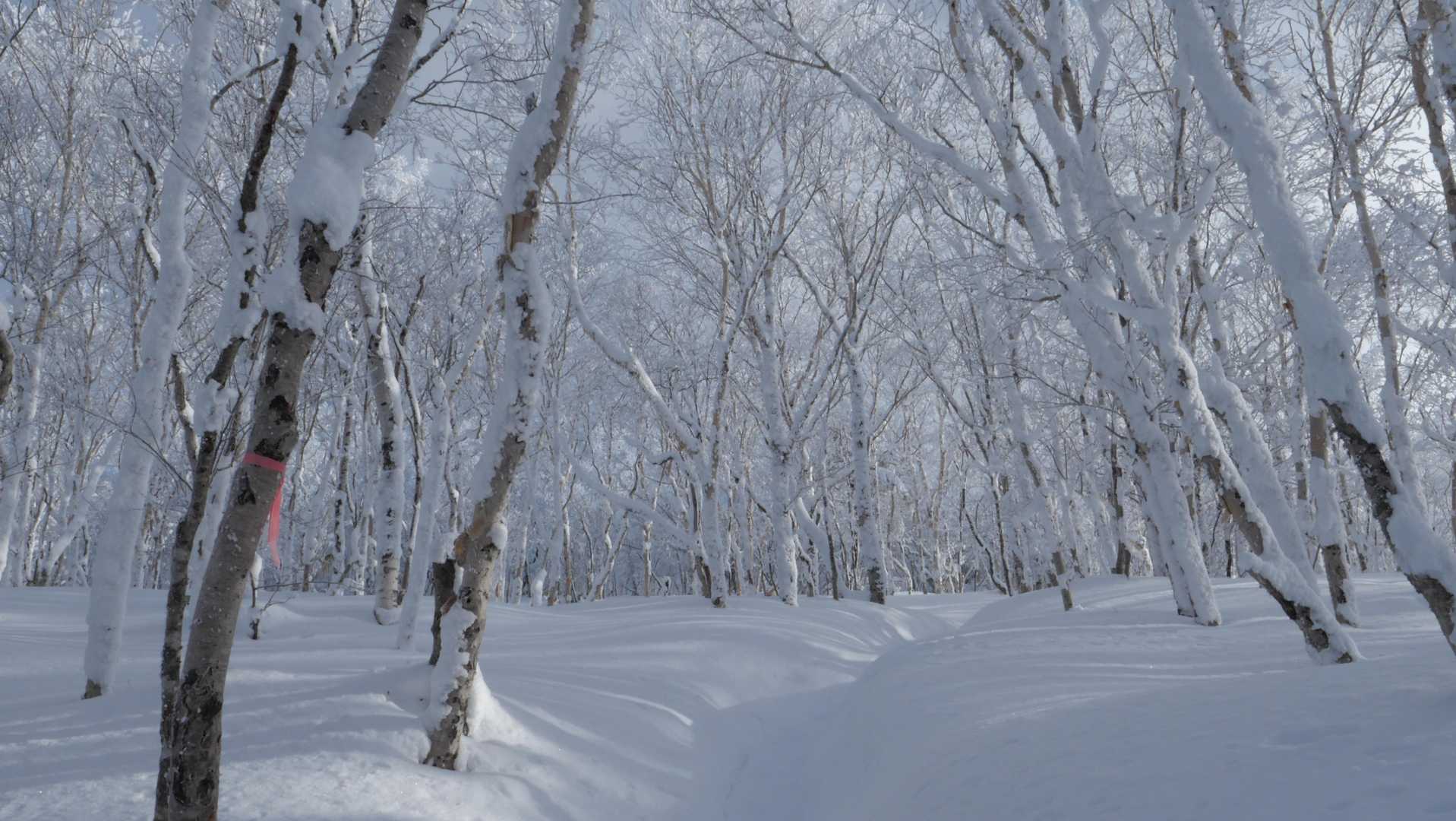 樹林帯
トレース見えるけど。。。
