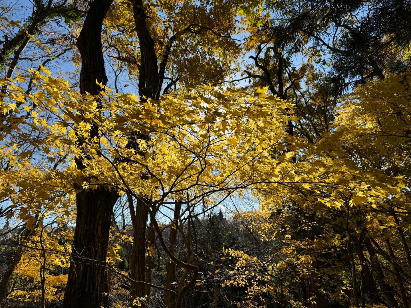 穏やかな晩秋です
キレイ🍂