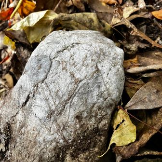 ウミユリの化石？