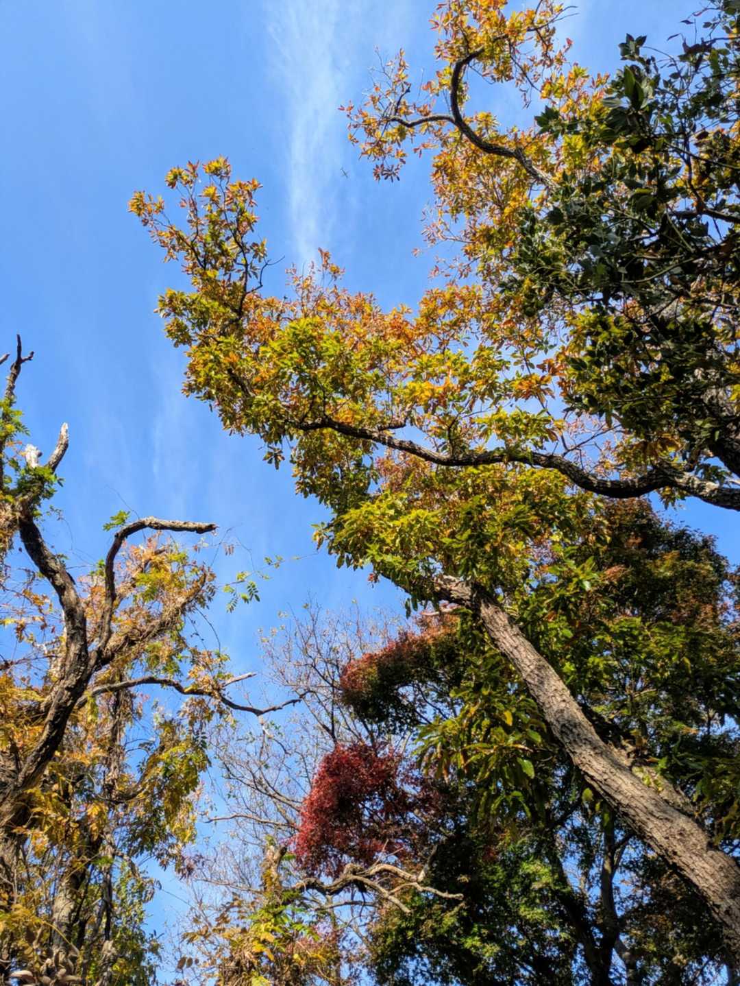 紅葉は少しだけ