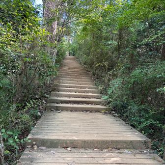 稲荷山コースは木段がよく整備されています