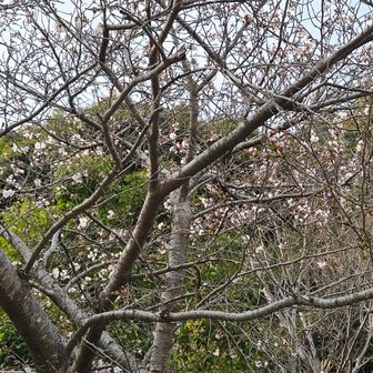 見晴らし展望台の桜🌸