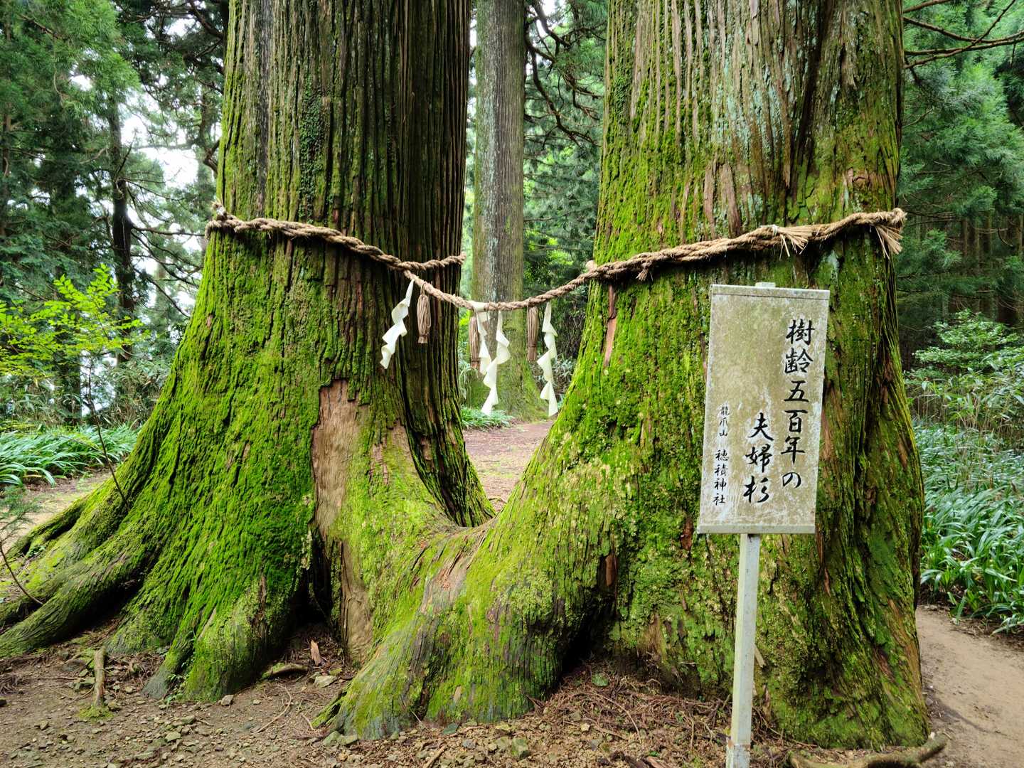 夫婦杉