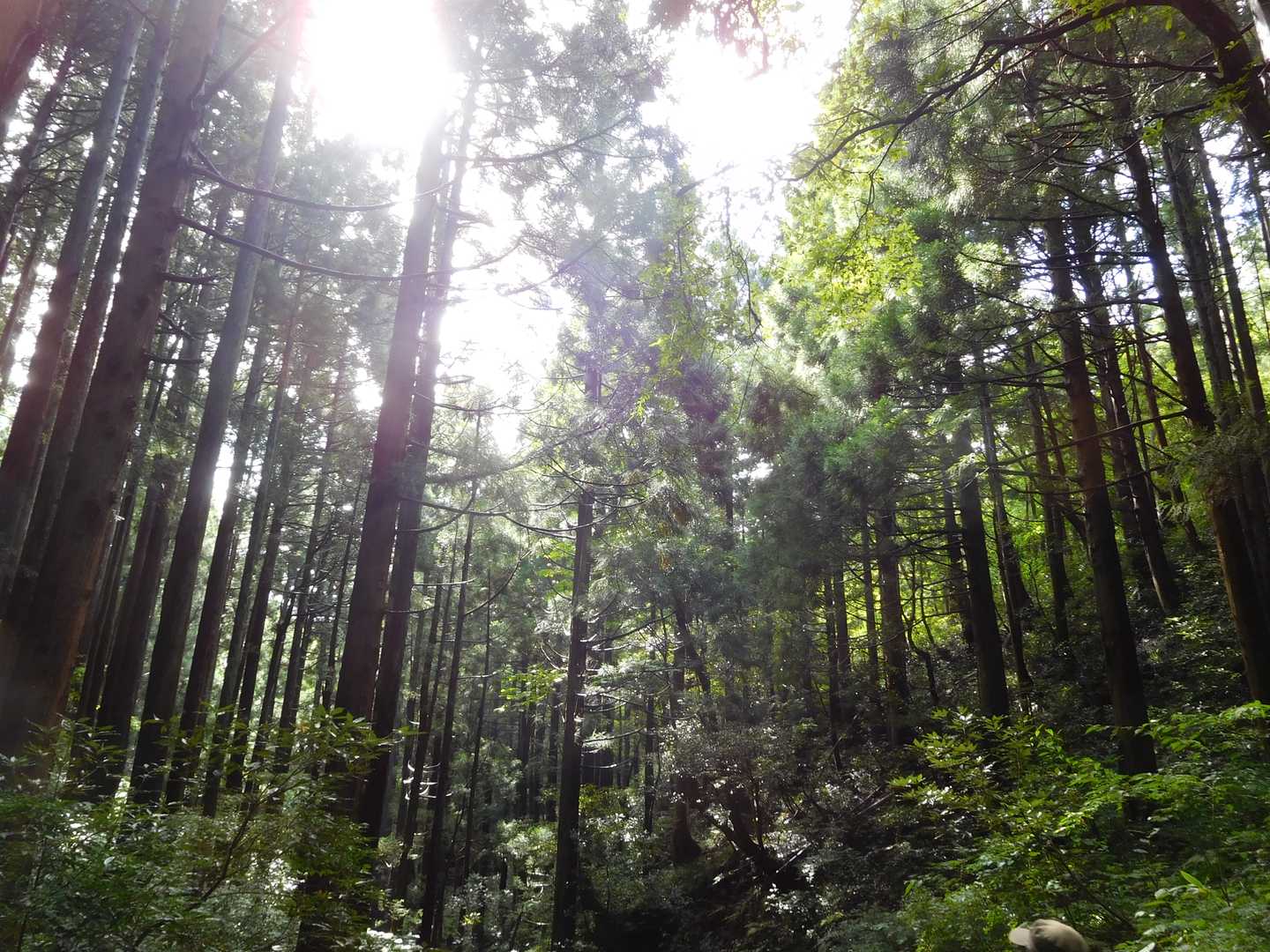 尖山往復 | 「富山のピラミッド」UFO伝説と布倉姫が宿る、立山連峰を仰ぐ里山の写真