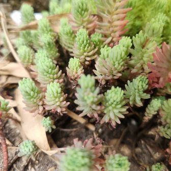 多肉植物のセダム大発生
