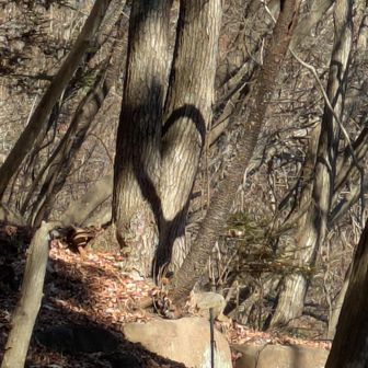 ♥️型が崩れて行きます!不思議な自然現象でした！