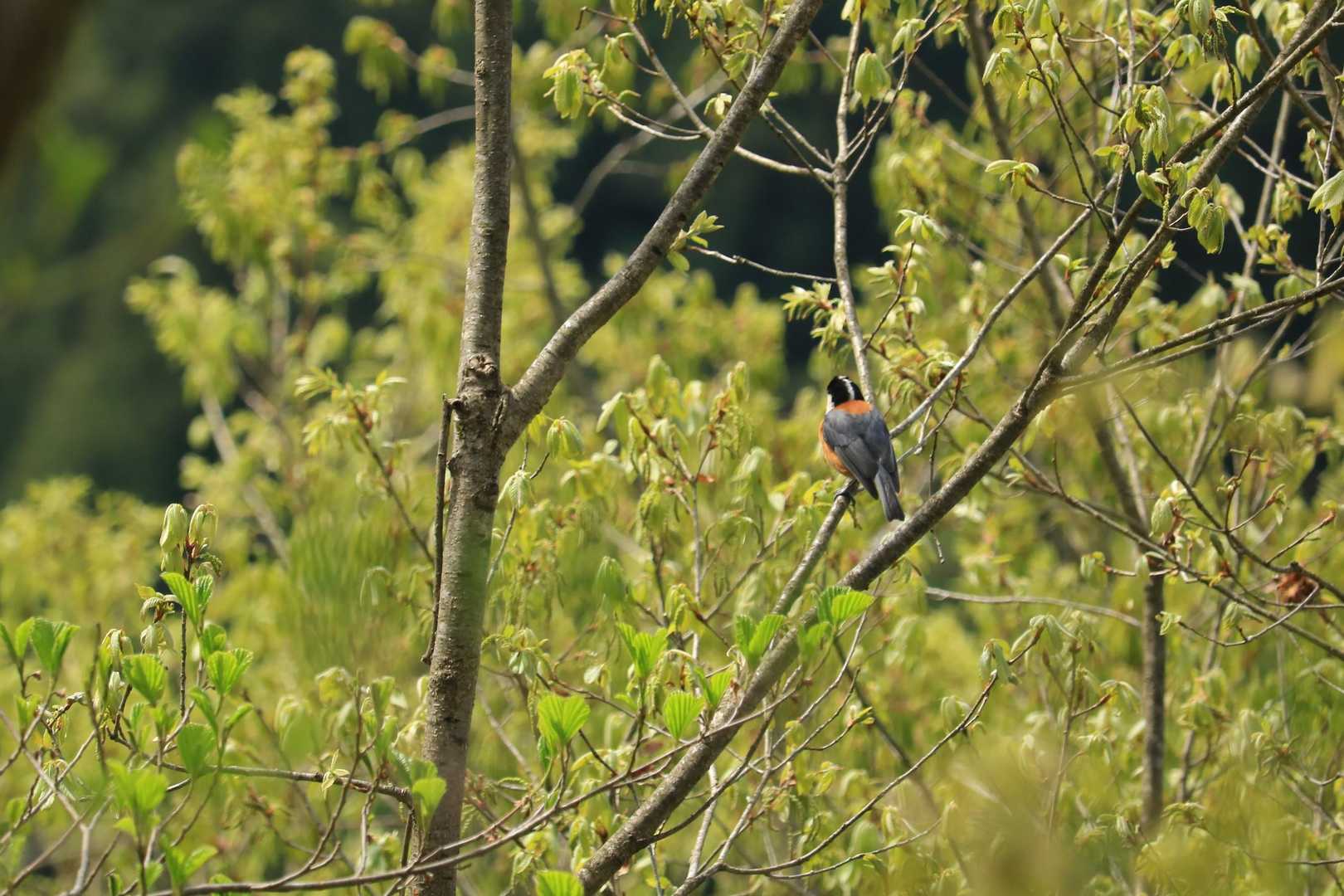 フレンドリーな野鳥さんをパチリ。