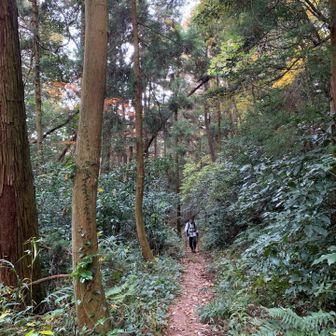 キレイな登山道