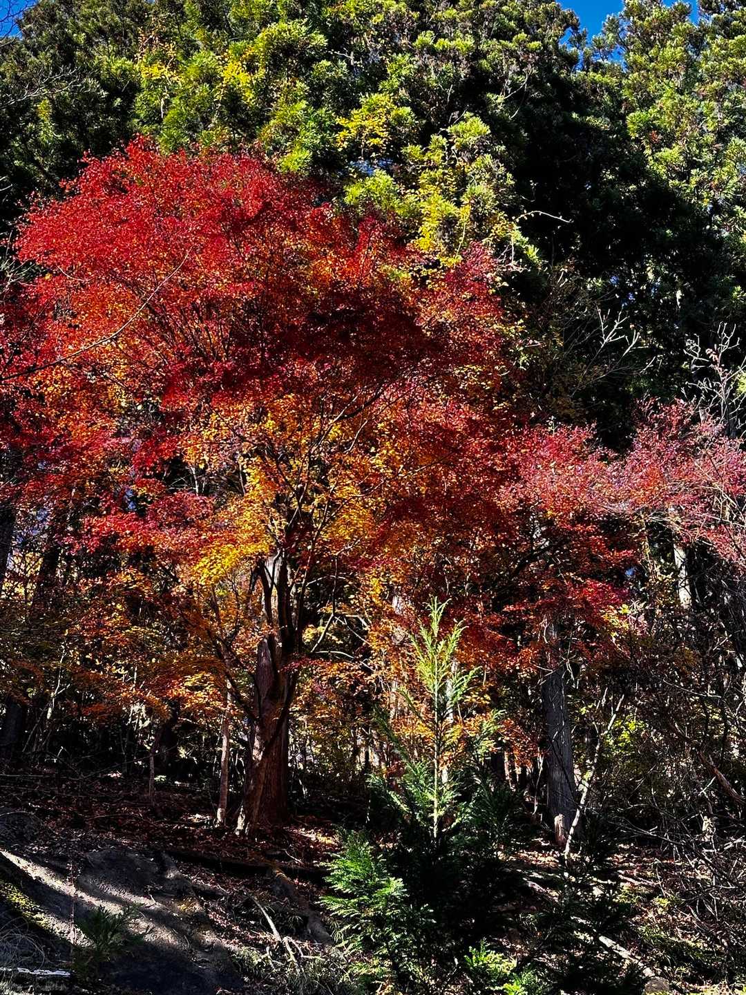きょう唯一の紅葉
