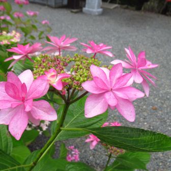 ひなまつり