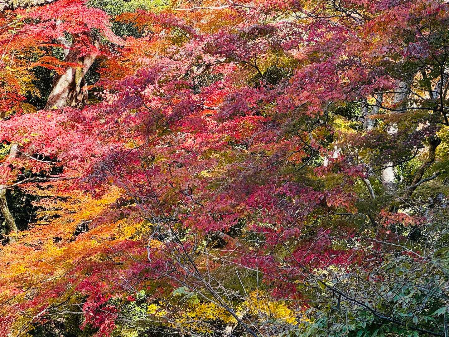 臥牛山-大松山つり橋 往復コースの写真