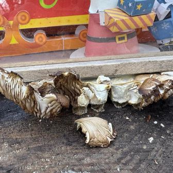 たぶん食べられる