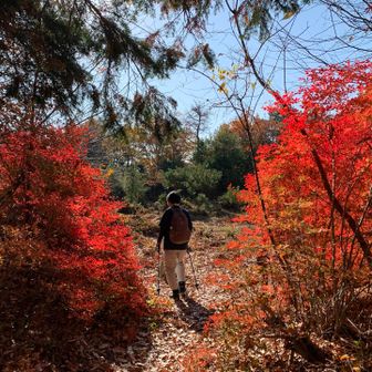帯曲輪の入り口にて
燃えるようなドウダンツツジ