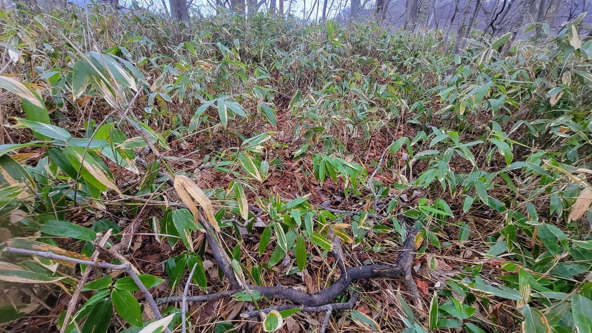 船見山山頂　　ナニモナイ⁉️