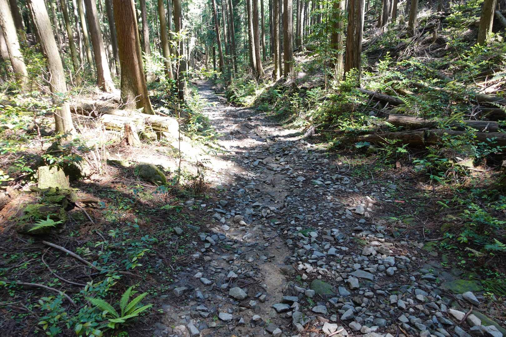 うさぎコースを歩いています。緩やかですが、石が多くて歩きにくい。