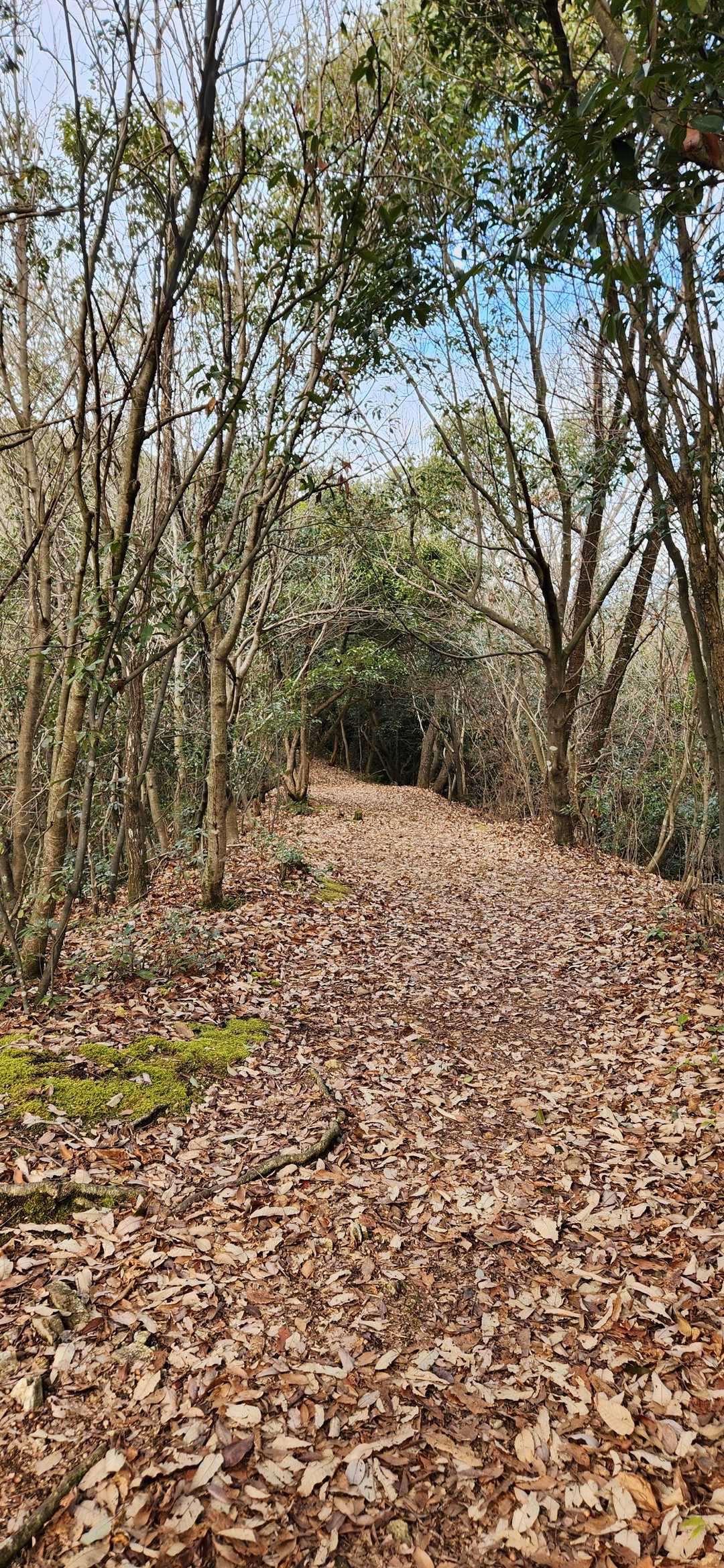 安桜山 周回コースの写真