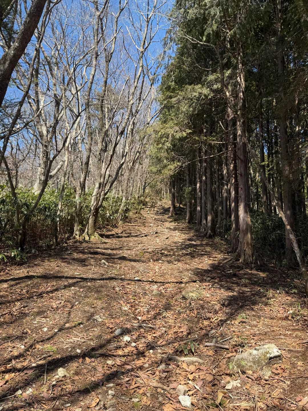 ロングスロープばりの山道
まだまだこのような道が続きます