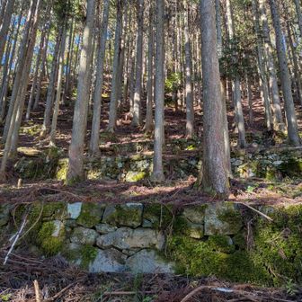 棚田の石垣の後に、杉を植えてるのがよくわかる😯