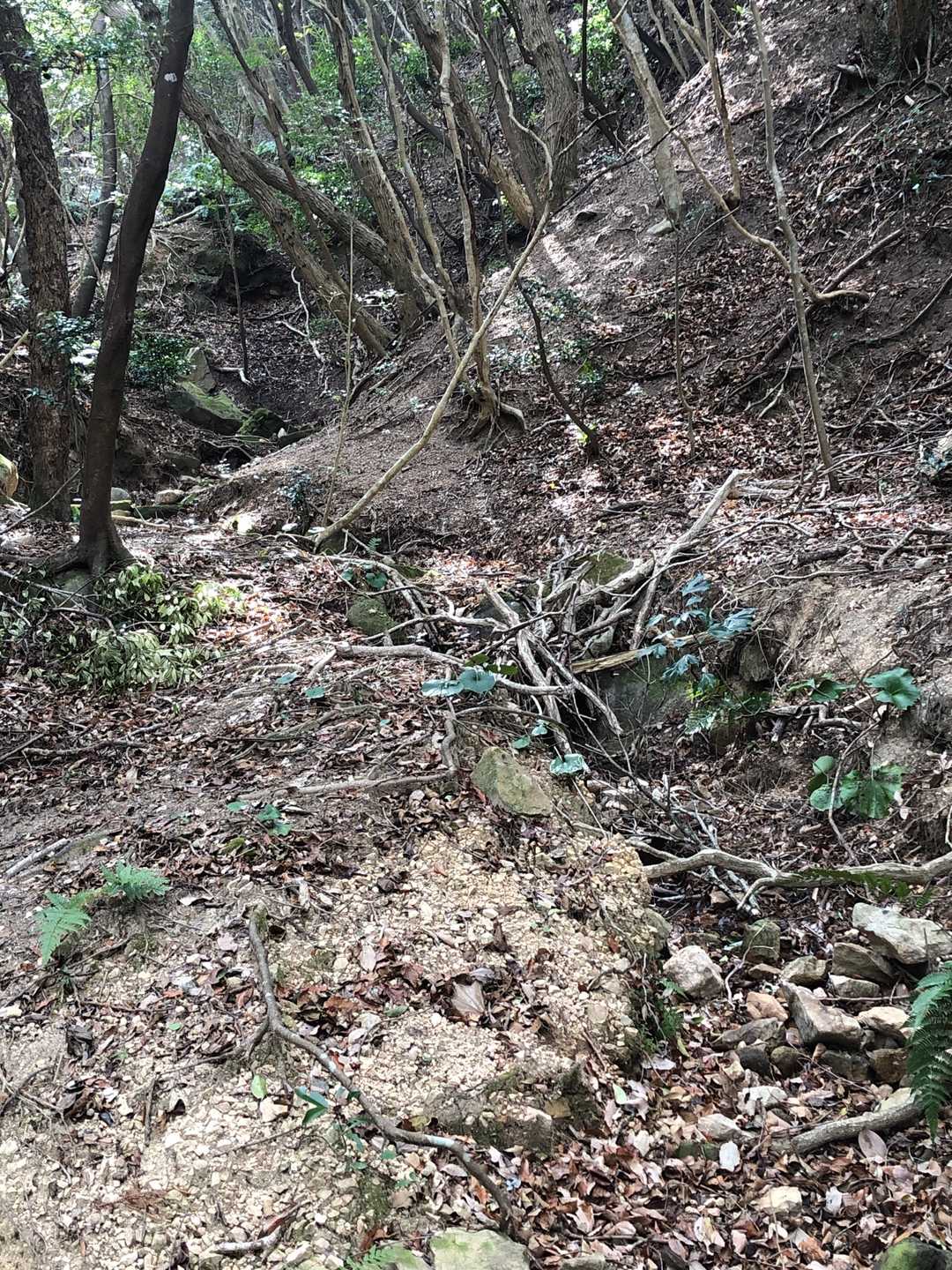 立石山の谷地、水がわずかに流れてます