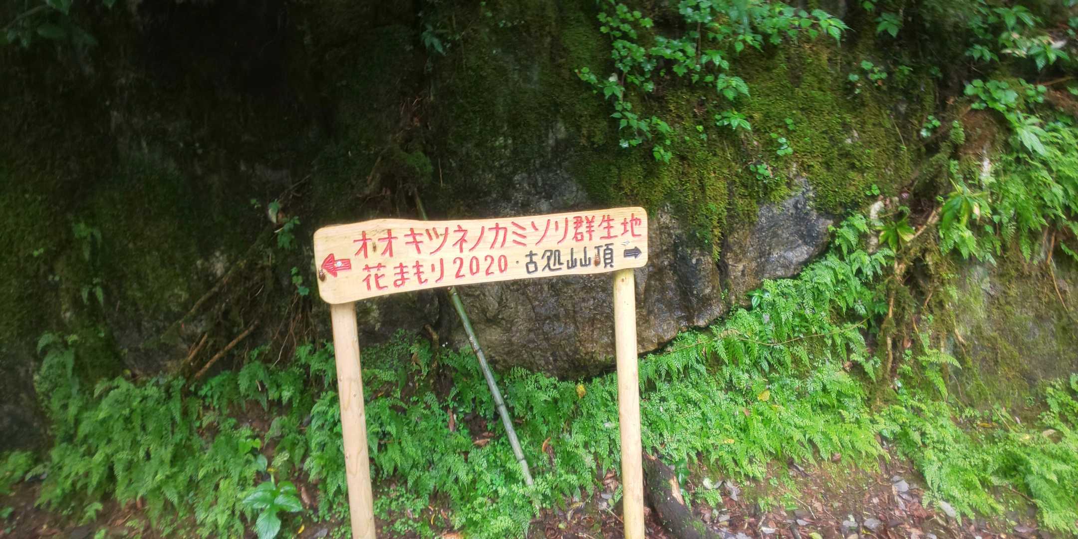 キツネさん、まだ咲いてる❔