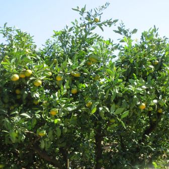 あっちらこっちら🍊