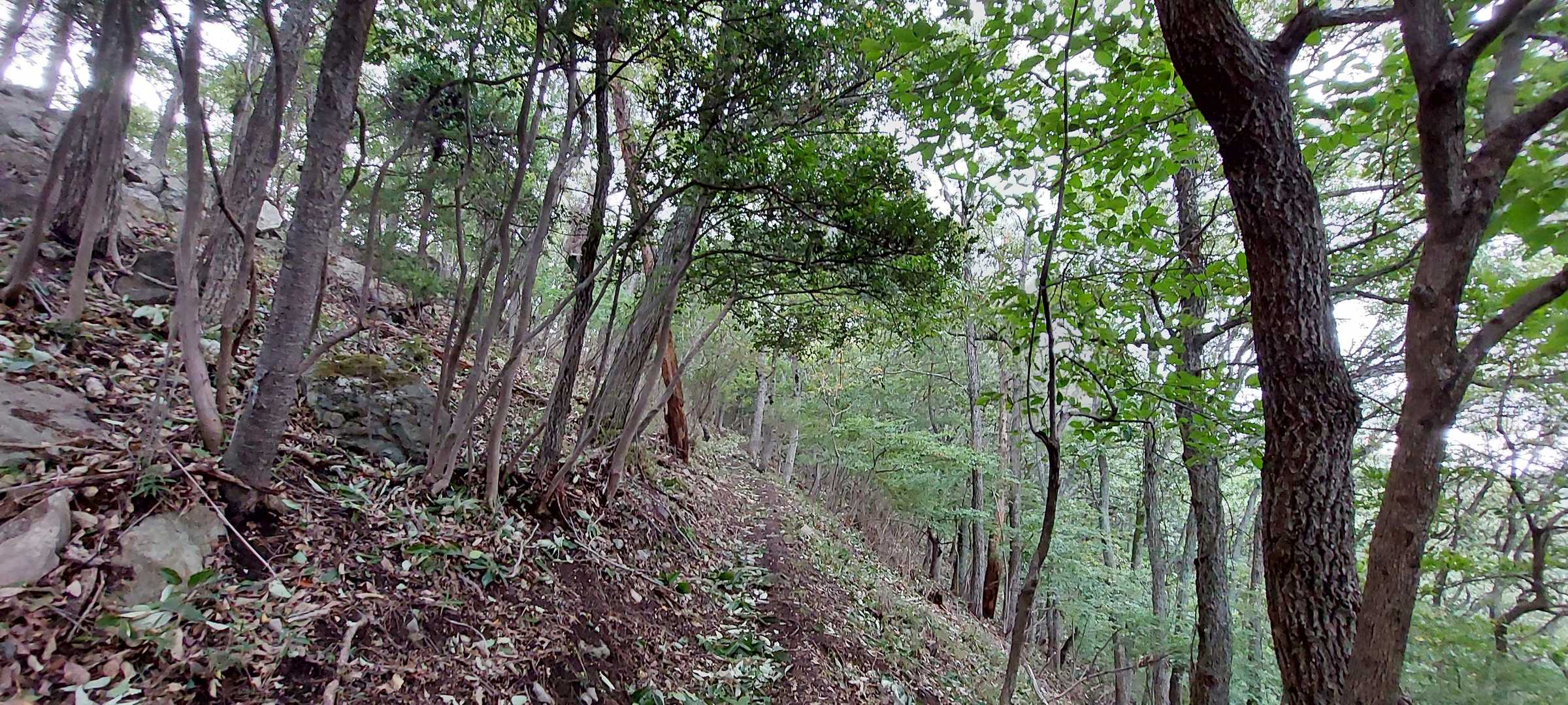 登山道は折れた小枝がずっと続きます
歩き難かったです