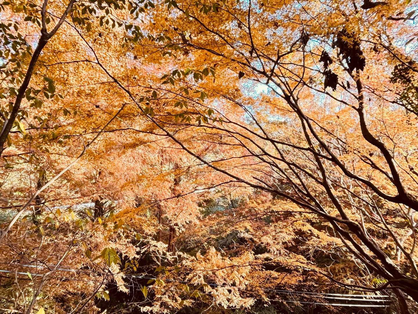 鷹取山へ向かう途中で
メタセコイヤ