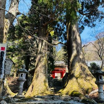 巨樹で守られている！凄い大きさでした
戸隠神社を思い出しました