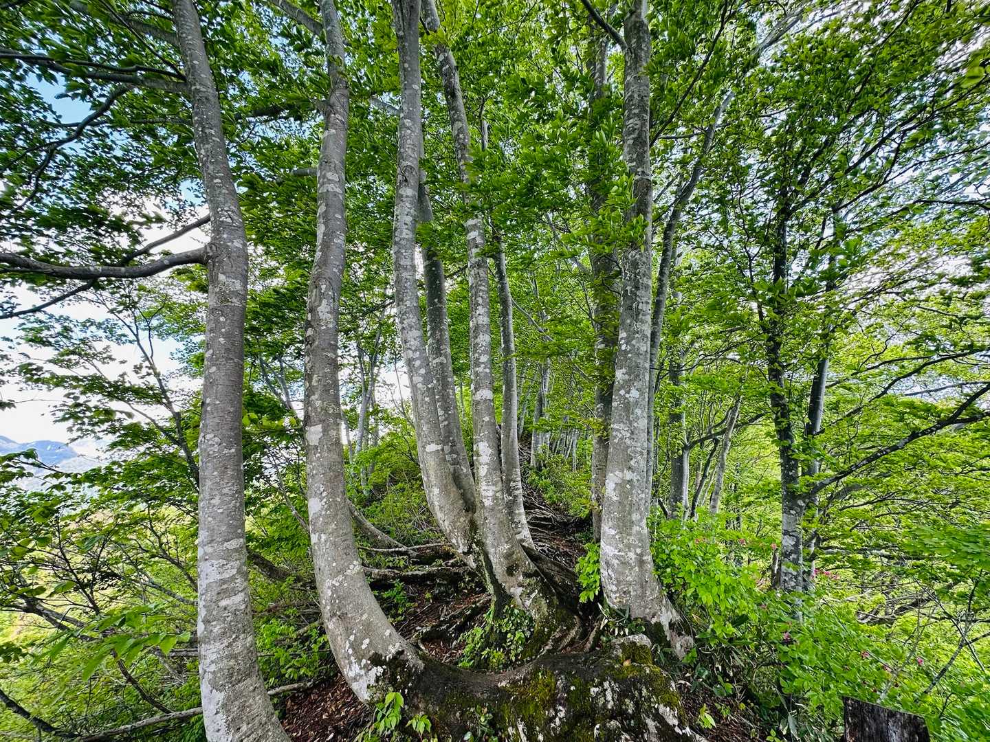ブナブナブ〜ナ🌲