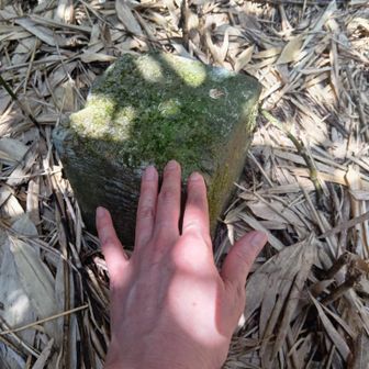 伽藍山らしき三角点。山頂標識発見できず。