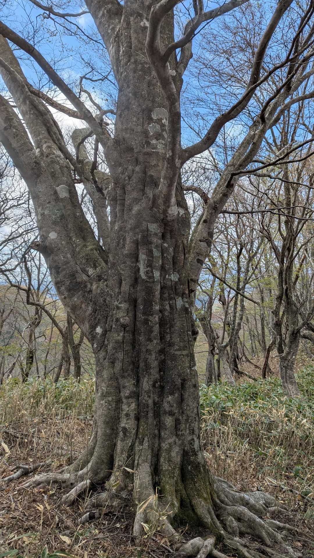 立派な木。