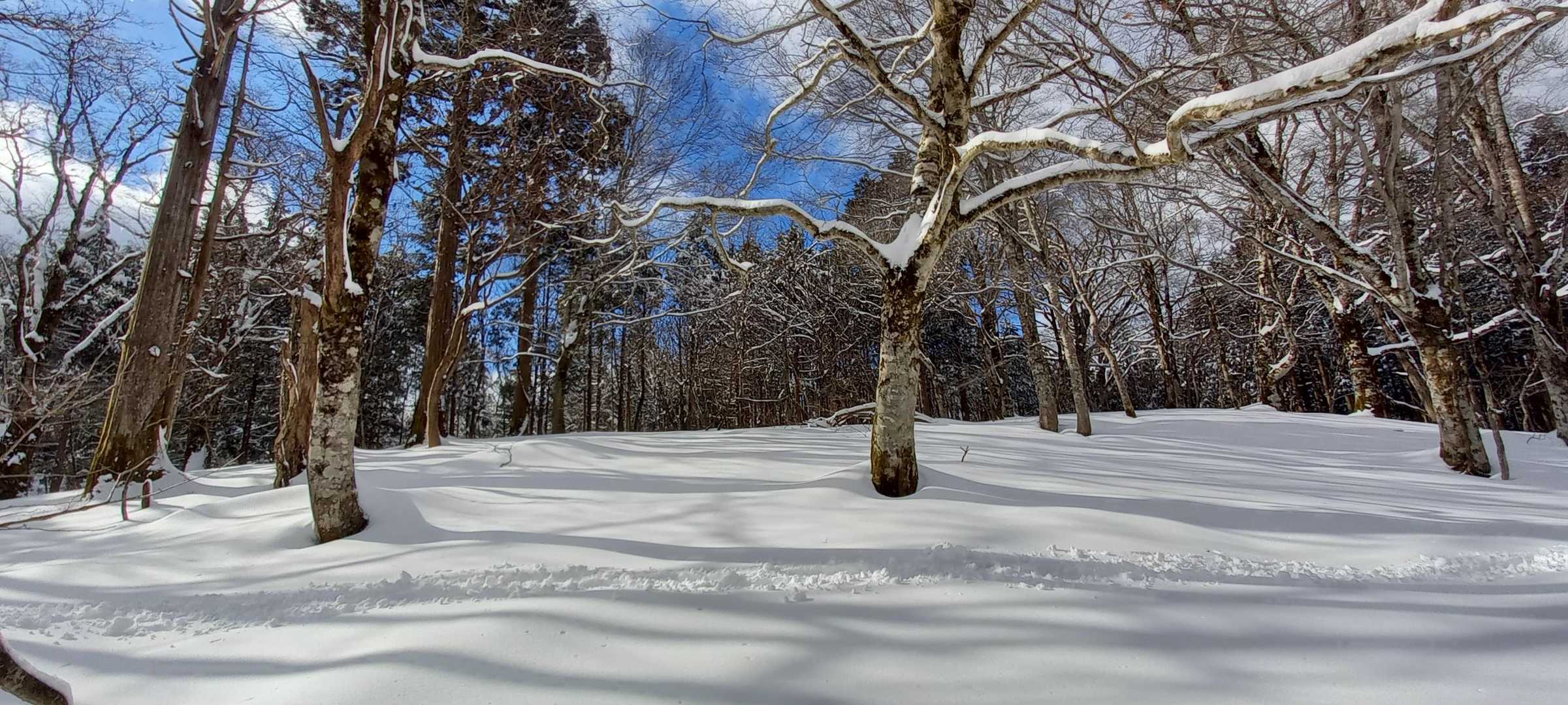木のシルエット最高、よきよき🎶