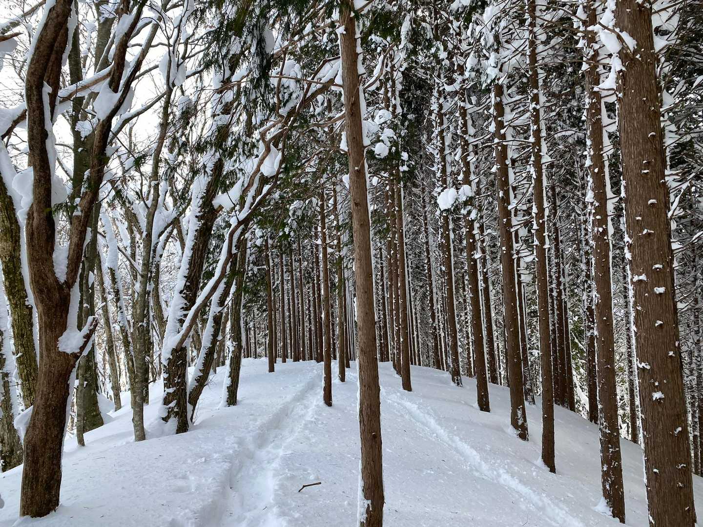 この後、思いっきり転ぶ…。雪の上で痛くは無かったけど、なかなか起きれずジタバタ😅
良い雪の上を歩けて充実の一日でした。