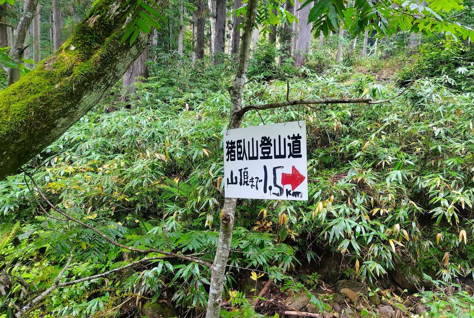 ルートの半分くらいが林道なのでとても歩きやすいです👍
山友さんの歩くペースの速いこと😅
リハビリがてら真夏に日々２万歩くらいウォーキングしてたそうです。
私より元気だ～😅💦