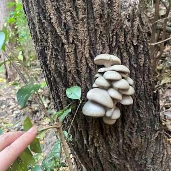 ジューシーで美味しそうなキノコ🍄