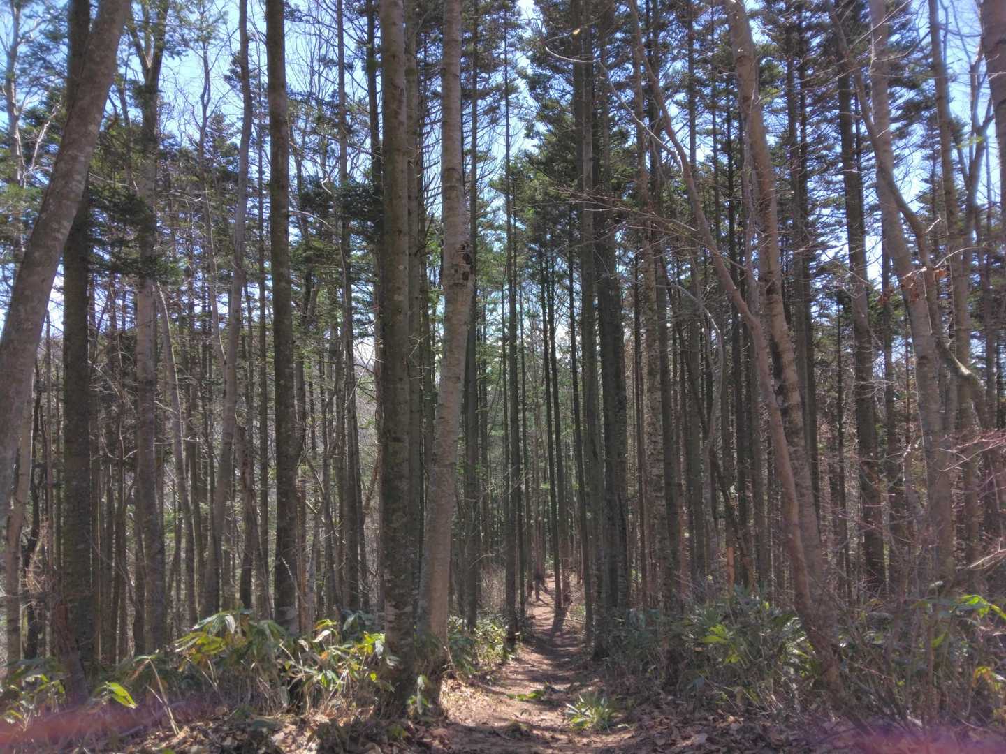 真っ直ぐで背筋が伸びる🌲