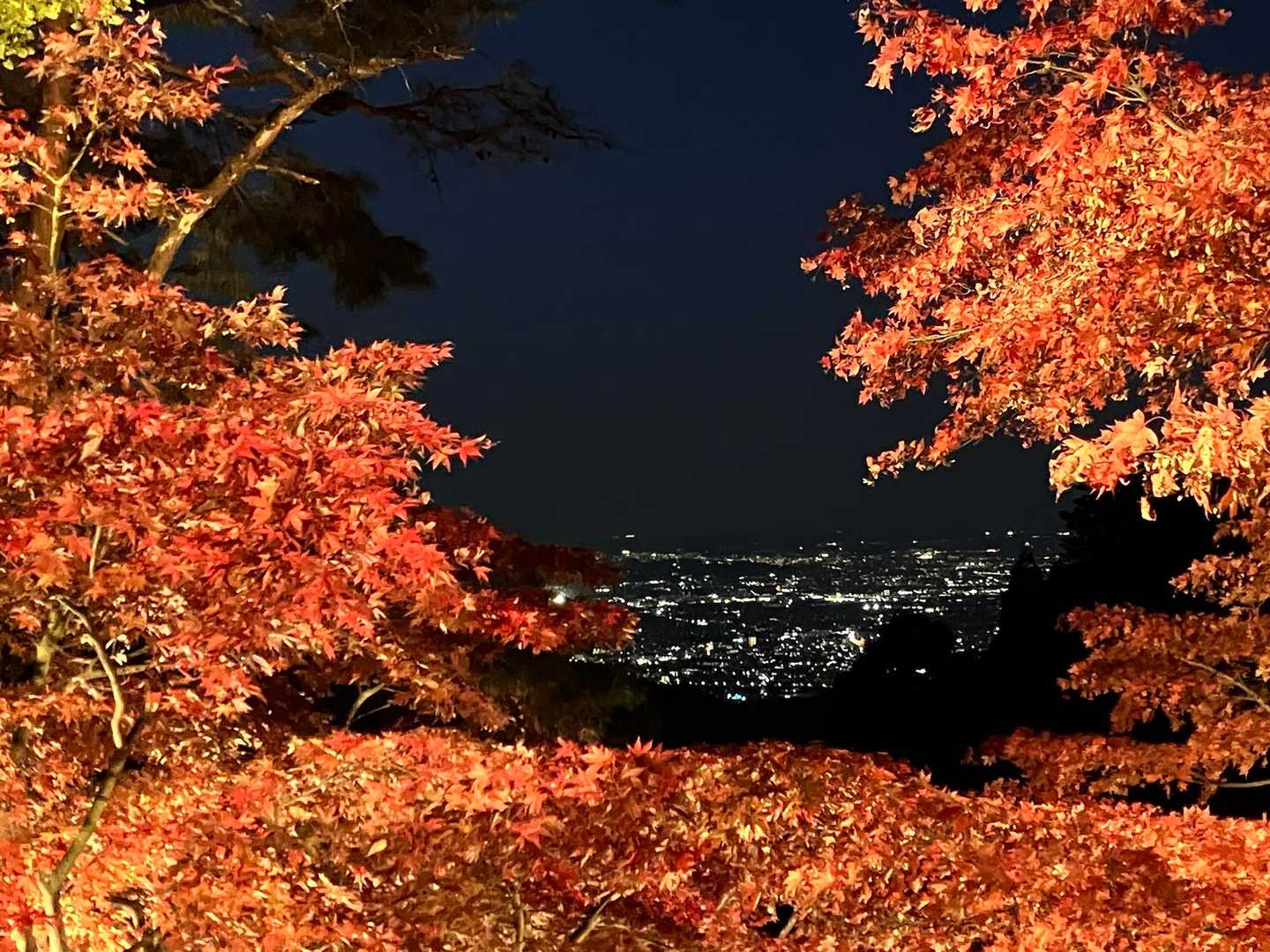 紅葉🍁と夜景も見える✨✨