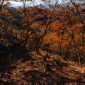 紅葉もラストスパートです