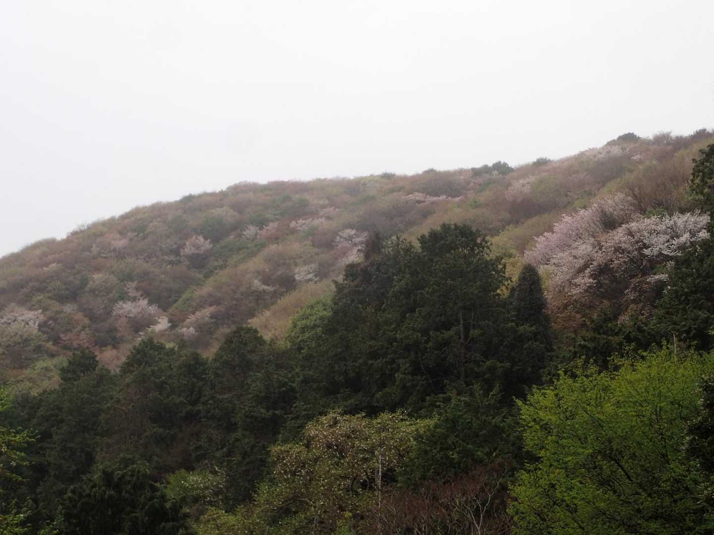 山桜