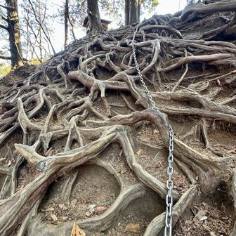 相変わらず根っこがスゴい💦