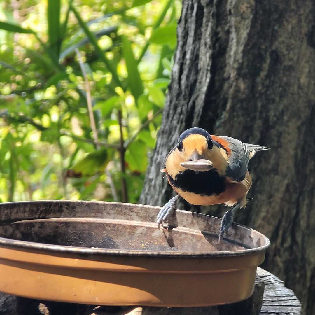 パクっ😋(。・ρ・)
あっという間に🐥⸒⸒🐥⸒⸒
飛んでく🚀💨