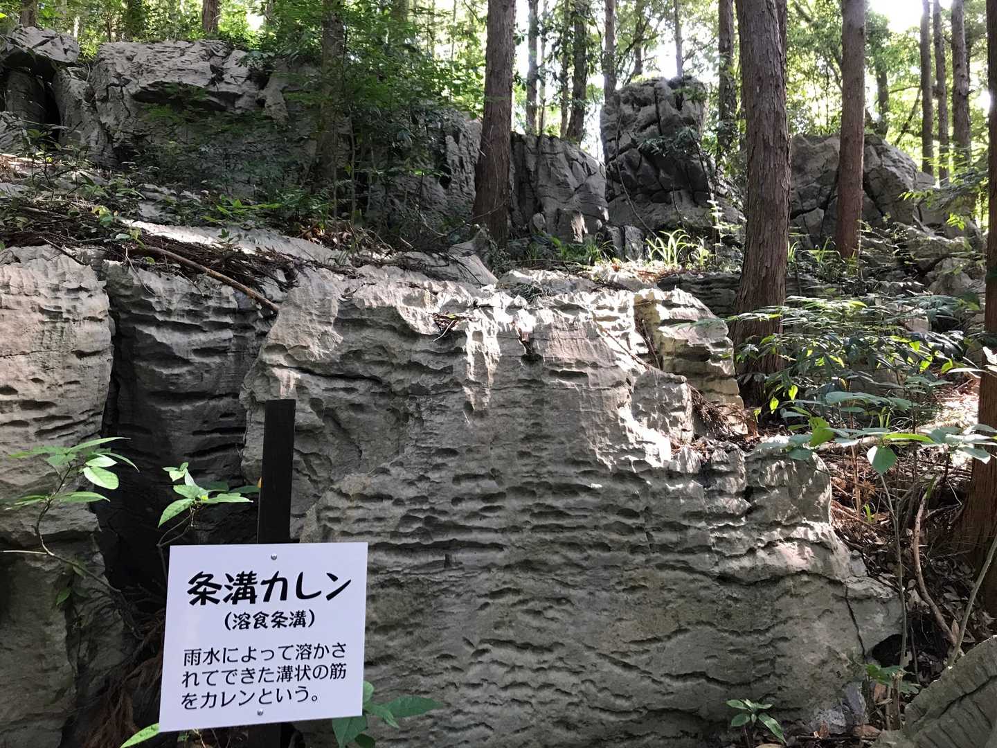 溝状の筋をカレンと言うらしい＿φ(．．)