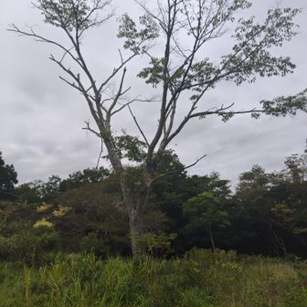 葦毛湿原の木