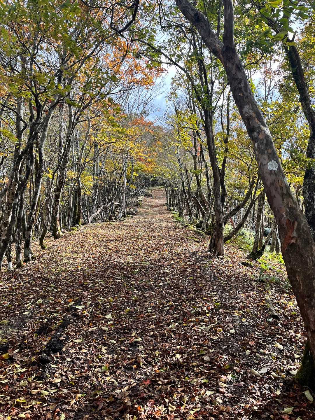 口千丈岳登山口-口千丈山-焼山ノ太尾ノ頭 往復コースの写真