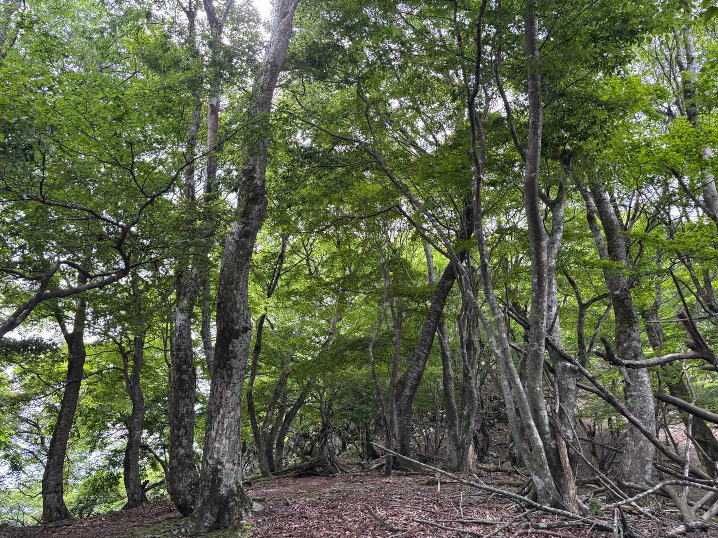 若葉が美しい登山道
